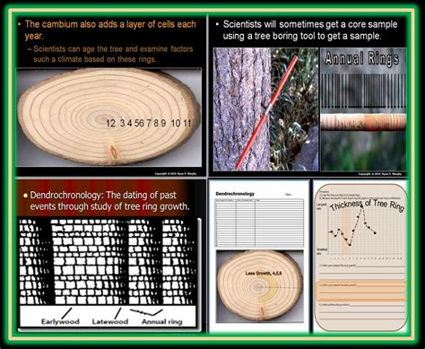 accuracy of tree ring dating